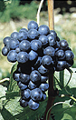 schiava grigia